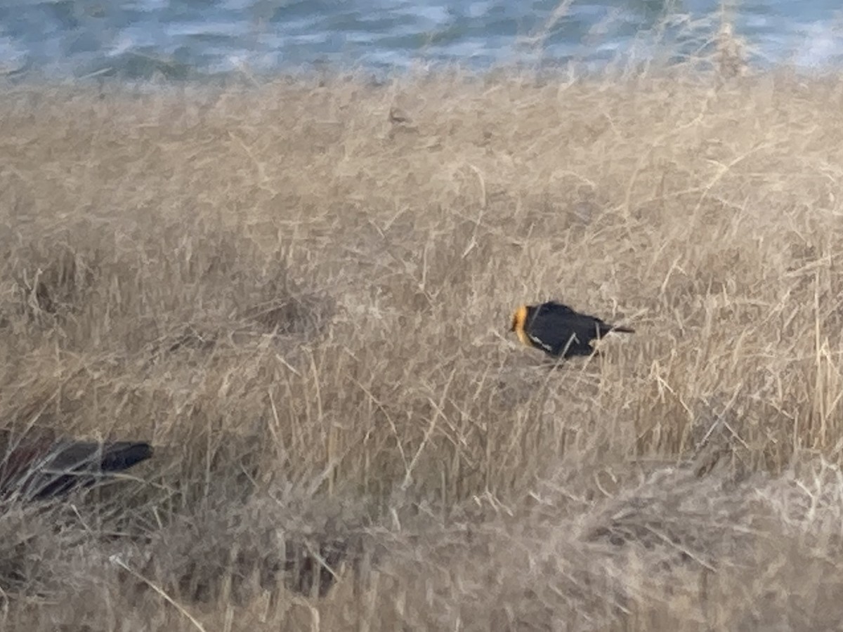Yellow-headed Blackbird - ML620090988