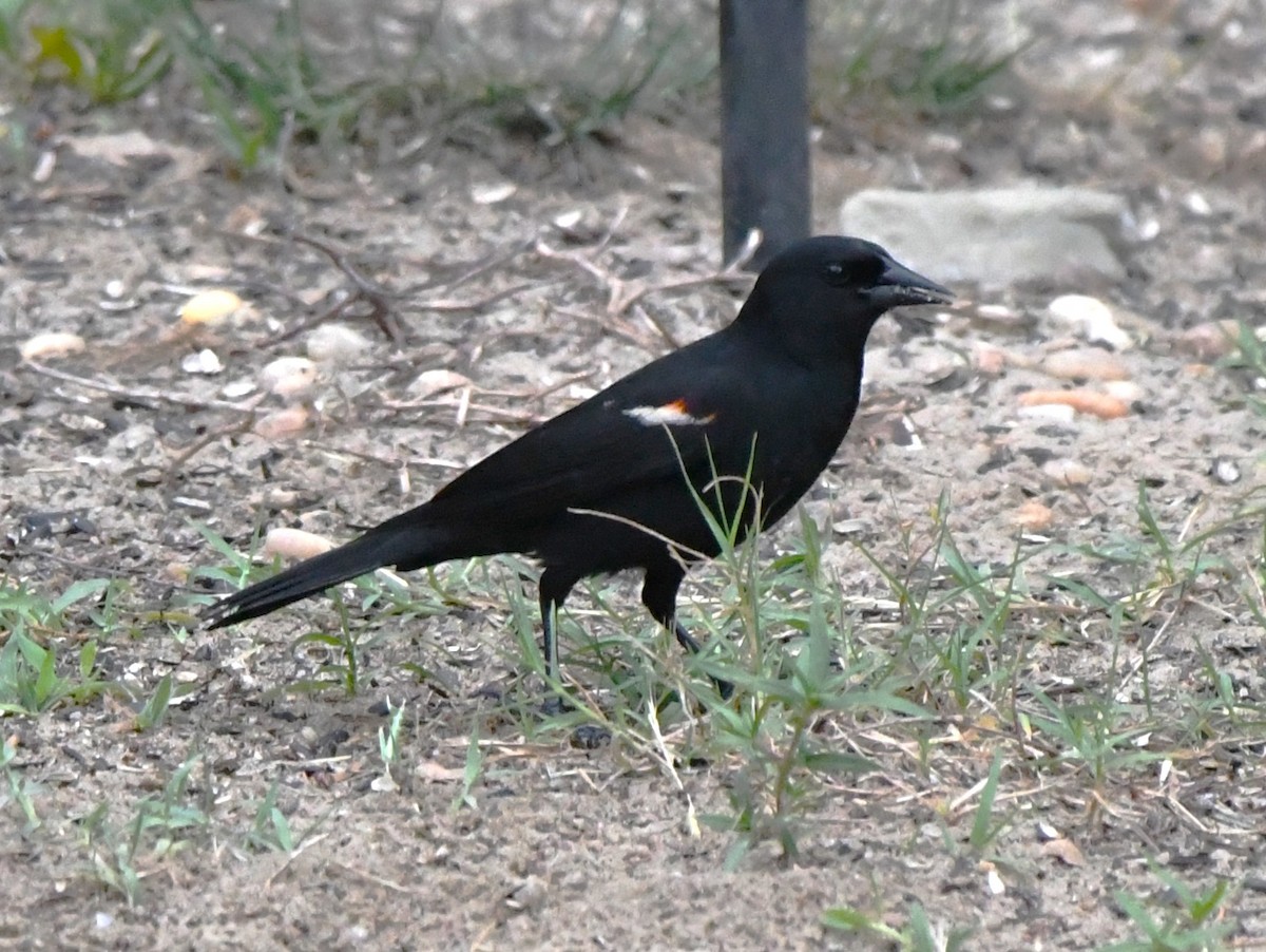 Red-winged Blackbird - ML620091029