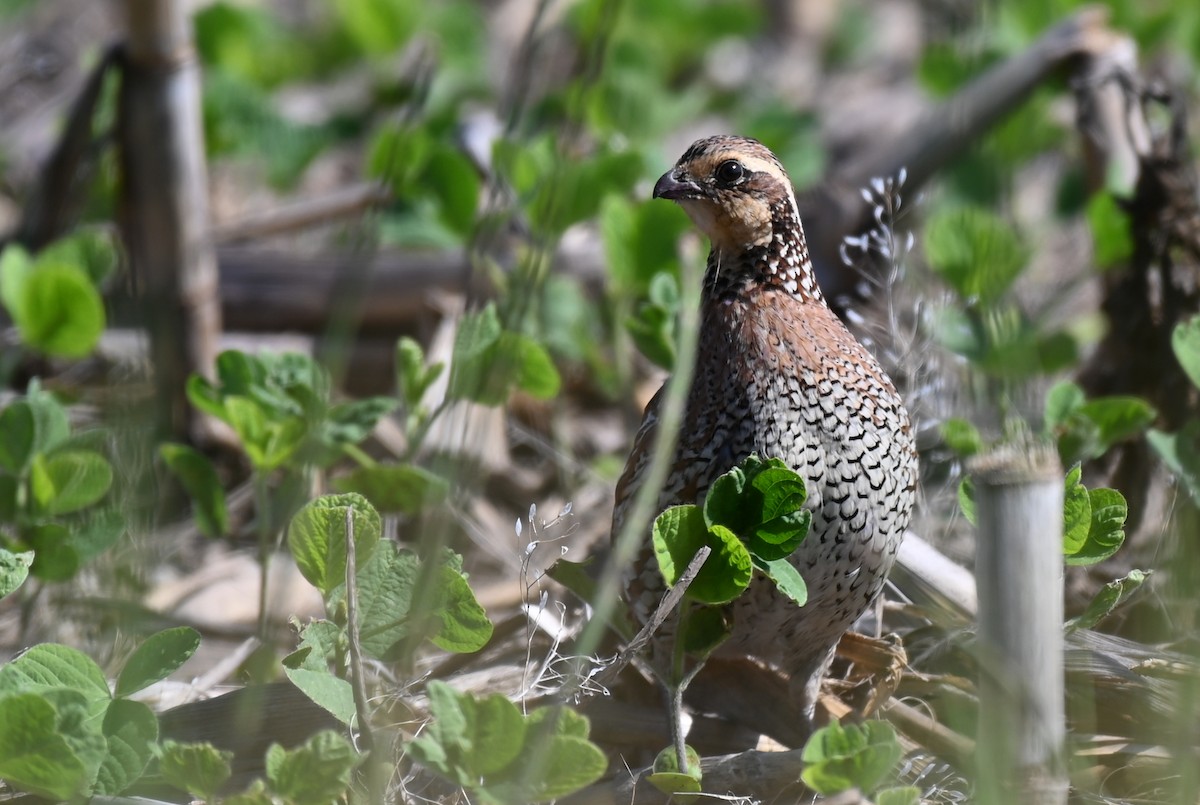 Northern Bobwhite - ML620091076