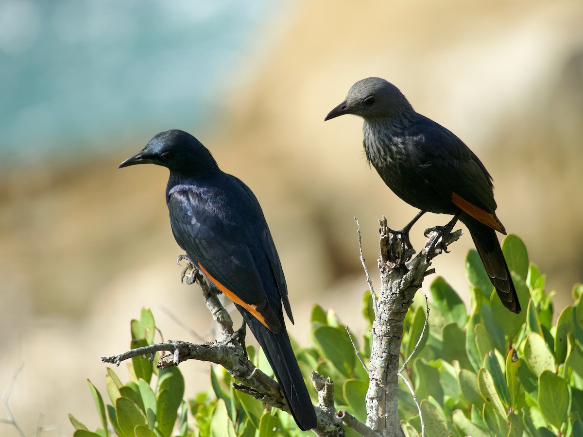 Red-winged Starling - ML620091078