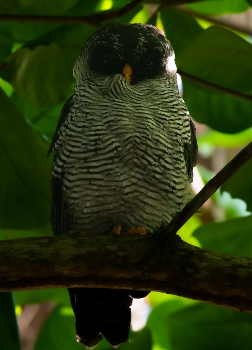 Black-and-white Owl - ML620091091
