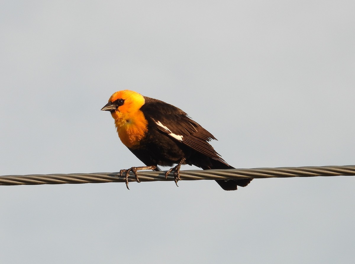 Yellow-headed Blackbird - ML620091110