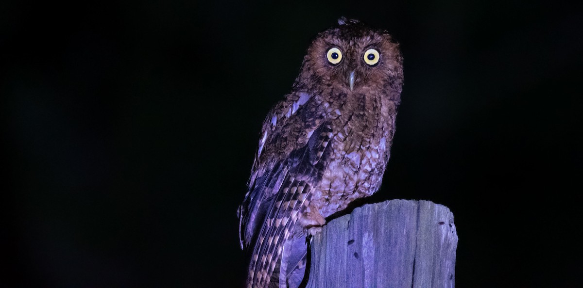 Bare-shanked Screech-Owl - ML620091111