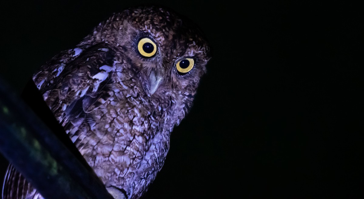 Bare-shanked Screech-Owl - ML620091112