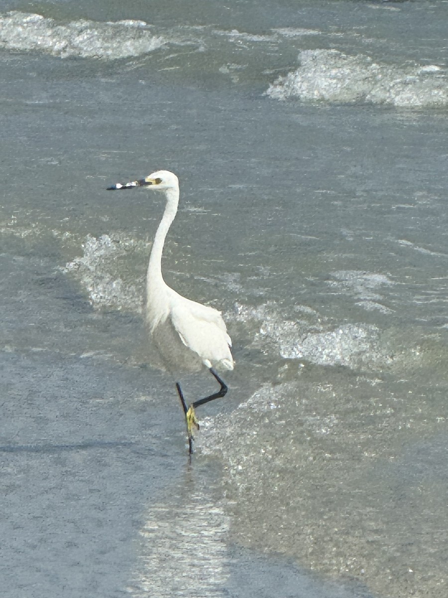 Snowy Egret - ML620091122