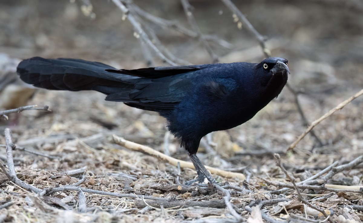 Great-tailed Grackle - ML620091154