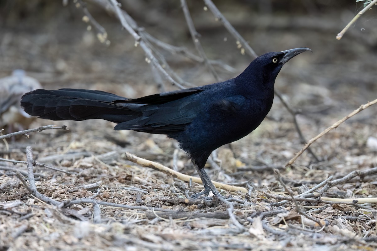 Great-tailed Grackle - ML620091157