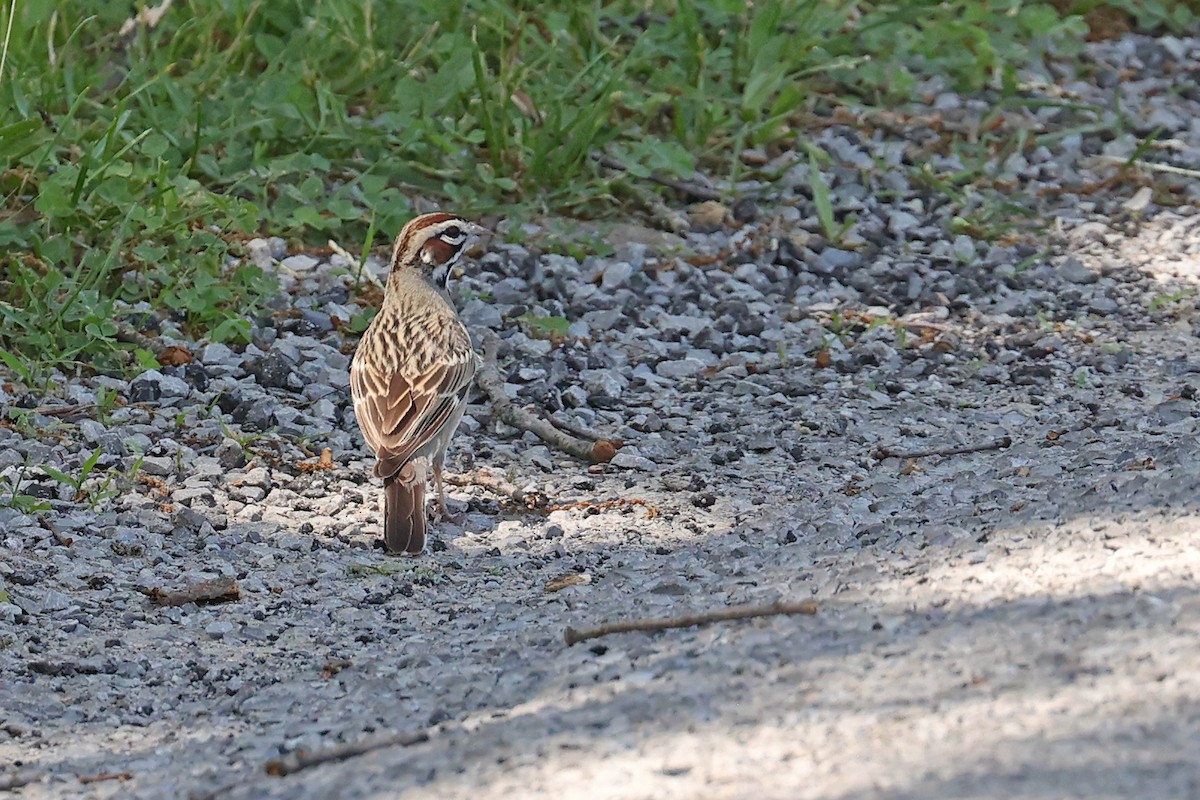 Lark Sparrow - ML620091158