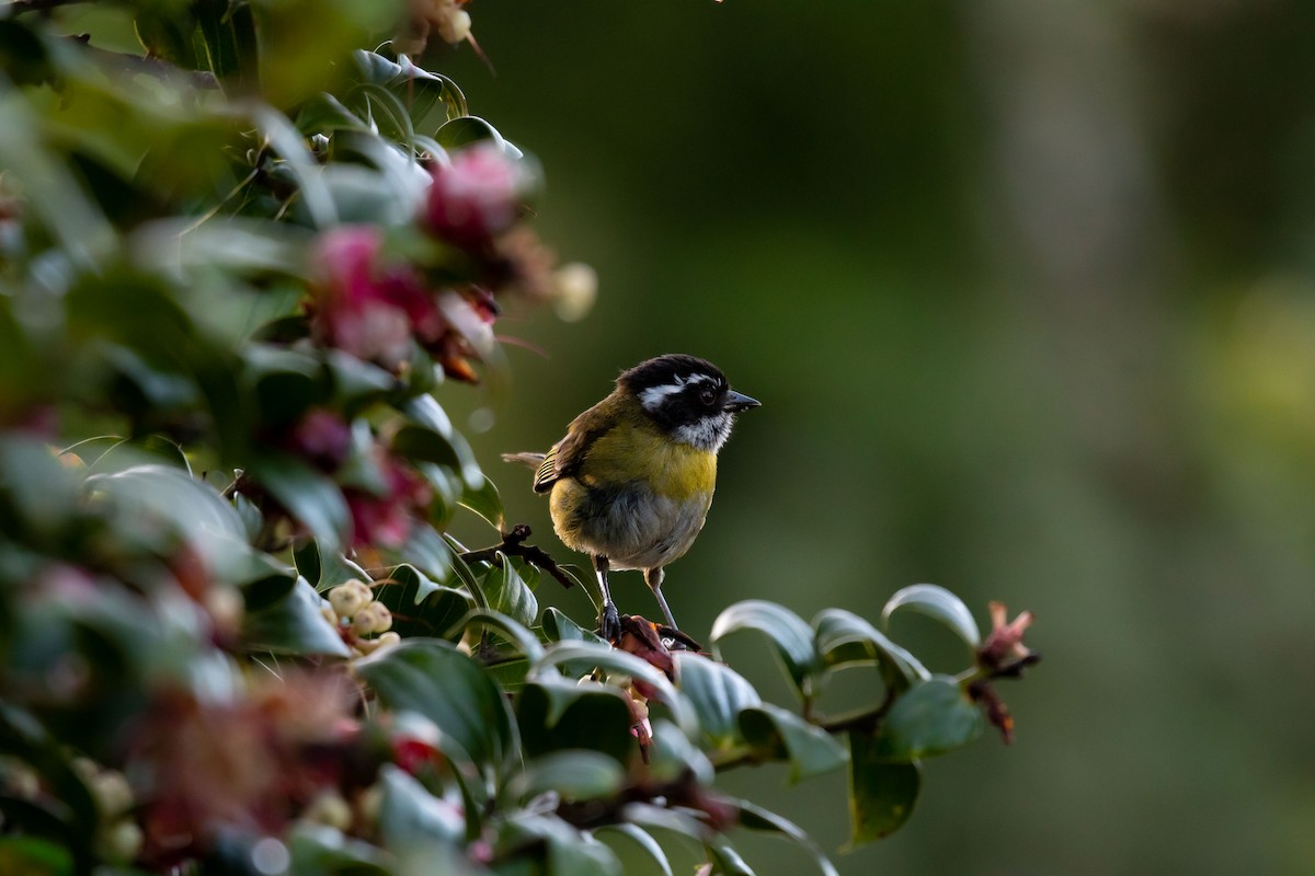 Sooty-capped Chlorospingus - ML620091160