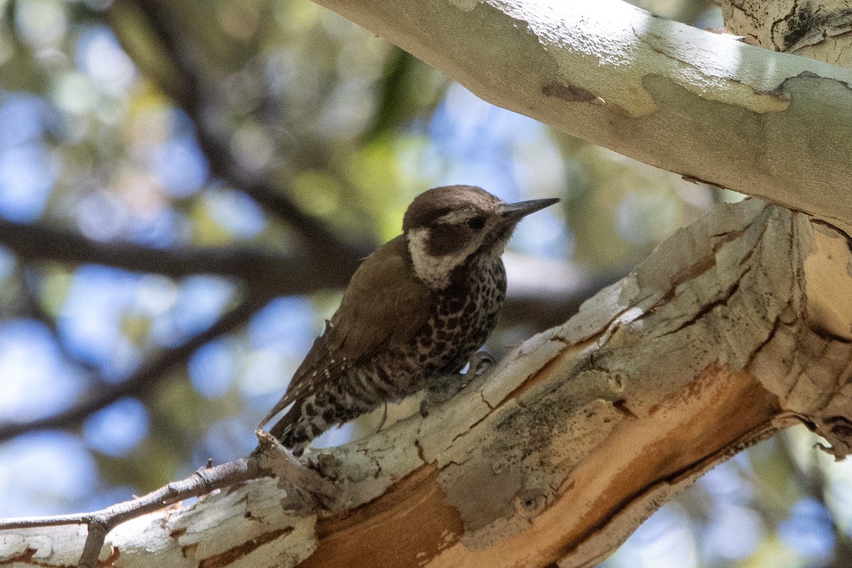 Arizona Woodpecker - ML620091194