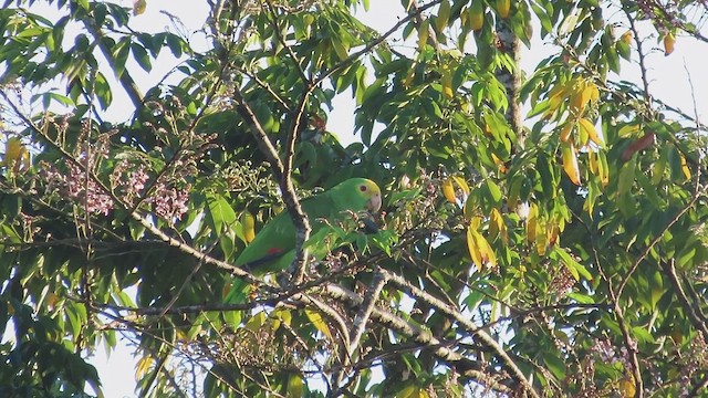 キガシラボウシインコ - ML620091197