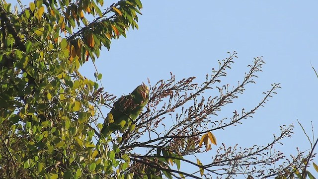 キガシラボウシインコ - ML620091199