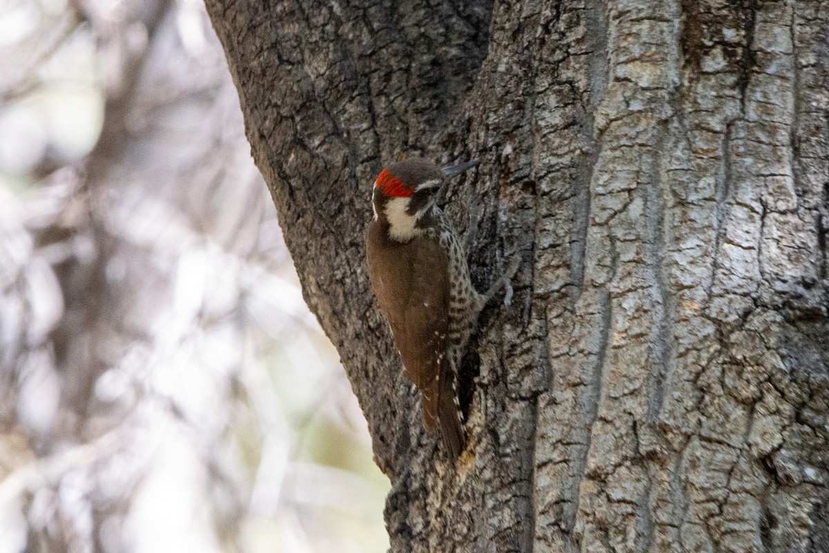 Arizona Woodpecker - ML620091217