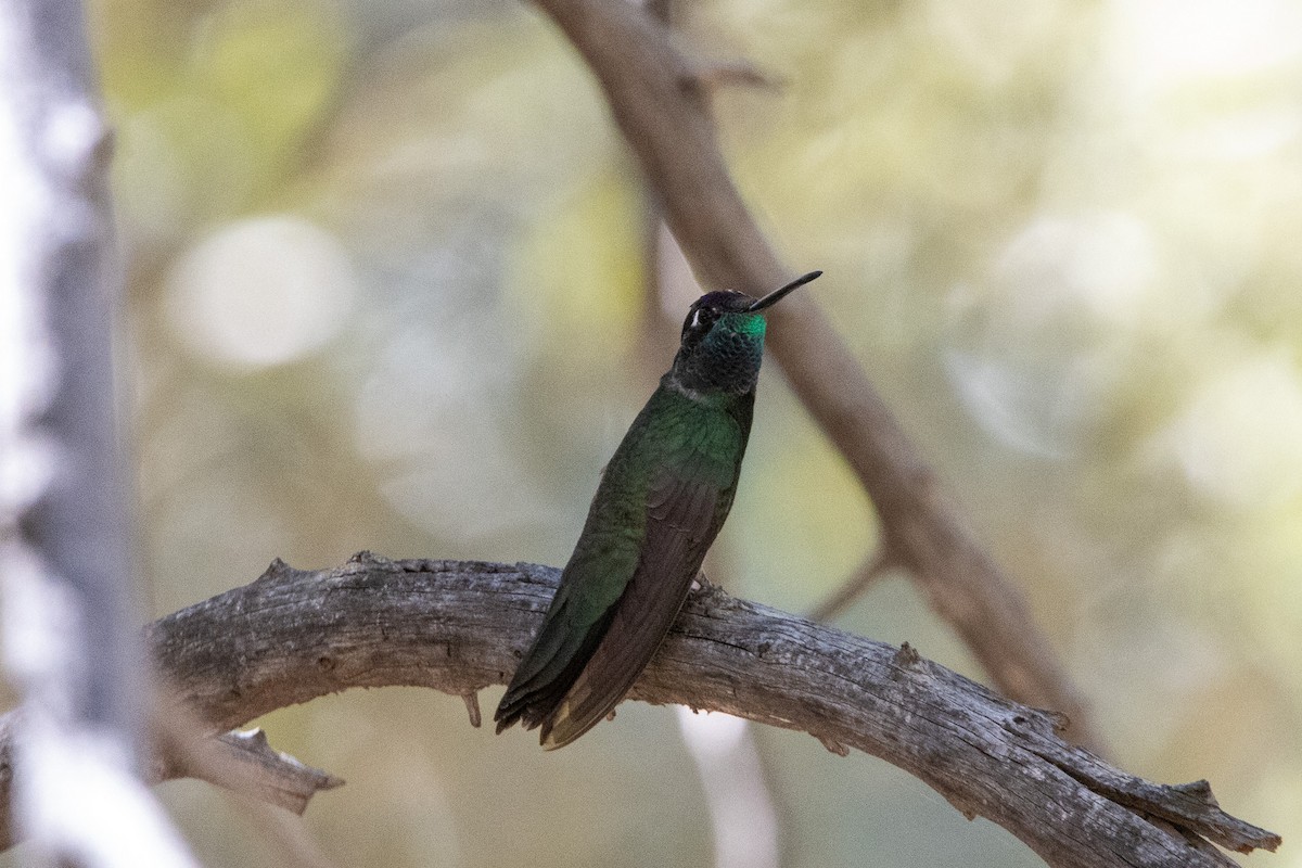 Rivoli's Hummingbird - ML620091226