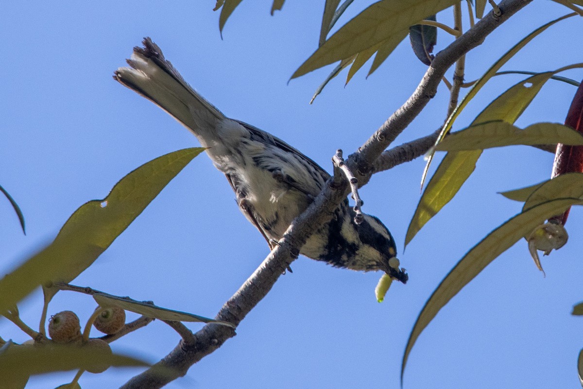 Black-throated Gray Warbler - ML620091232