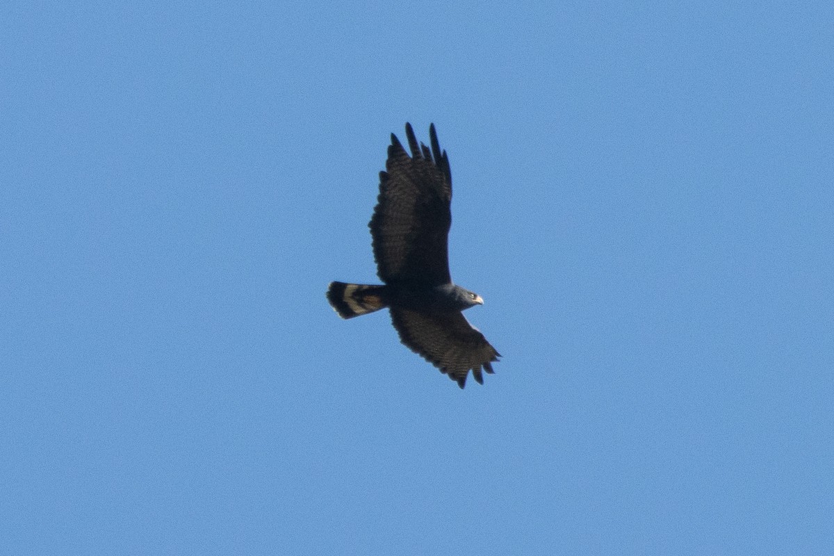Zone-tailed Hawk - ML620091239