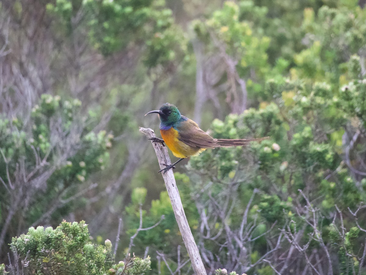 Orange-breasted Sunbird - ML620091260