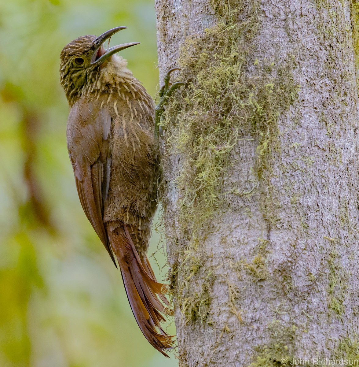 Strong-billed Woodcreeper - ML620091263