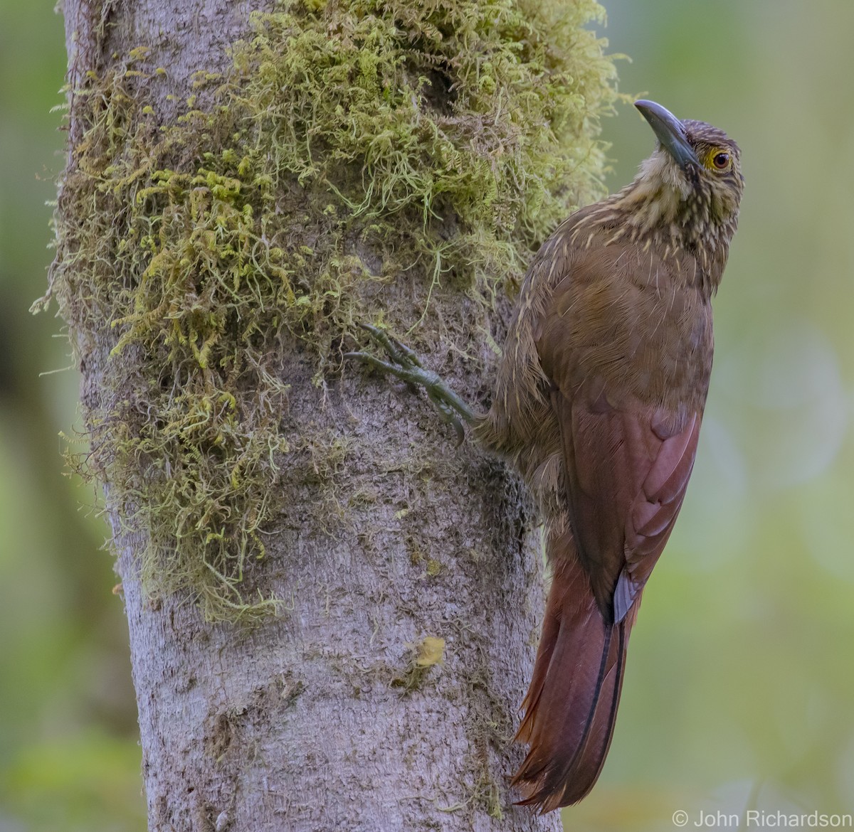 Strong-billed Woodcreeper - ML620091264