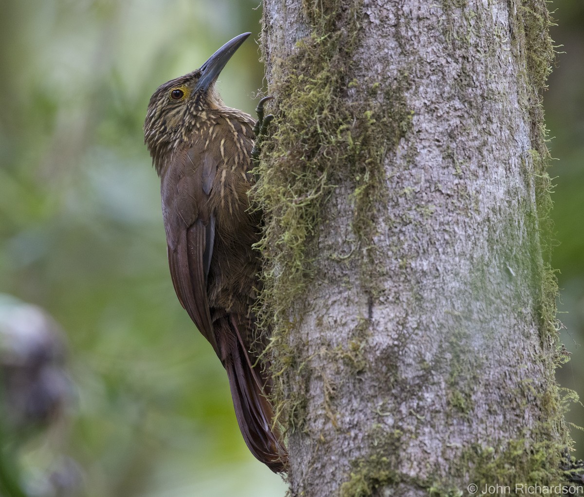 Strong-billed Woodcreeper - ML620091265
