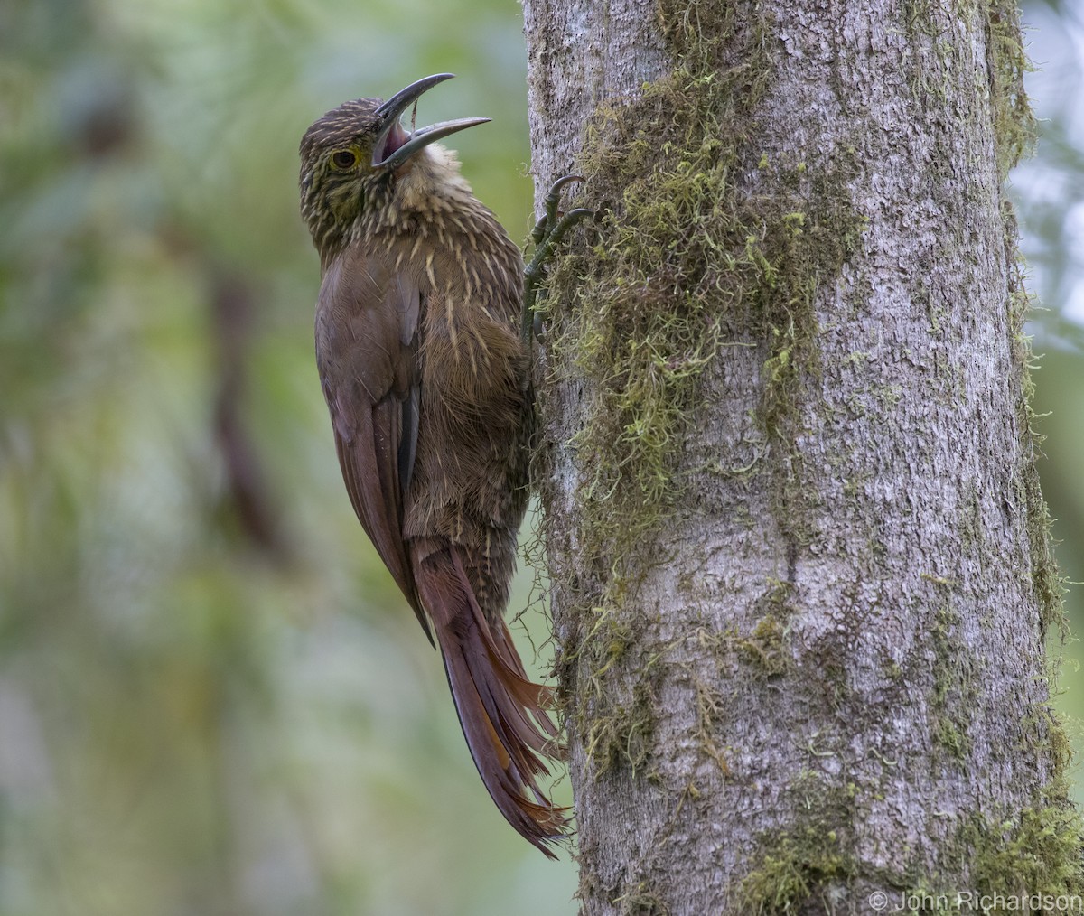 Strong-billed Woodcreeper - ML620091266
