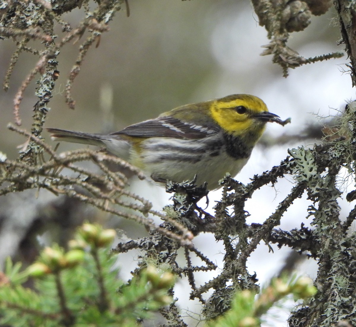 Black-throated Green Warbler - Sharon Peterson