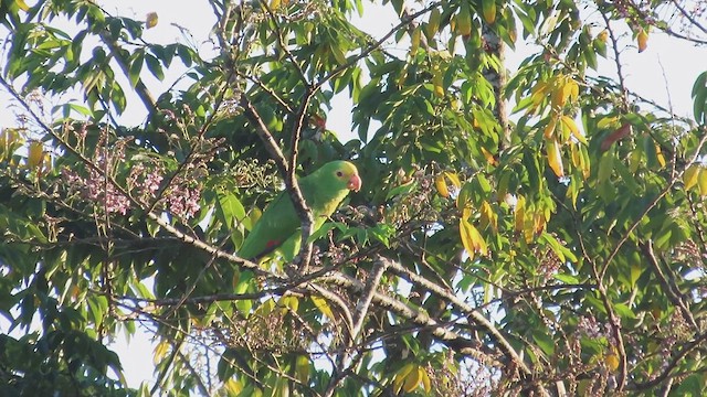 キガシラボウシインコ - ML620091276