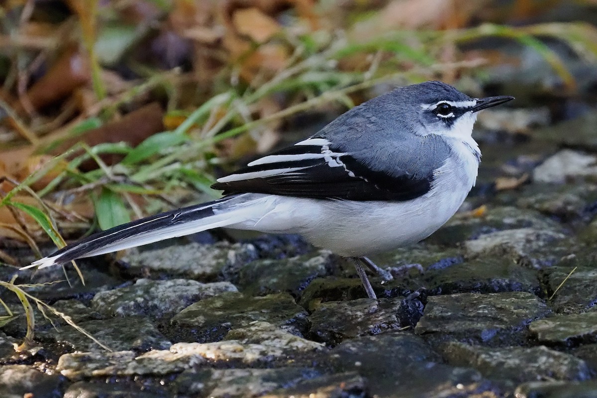 Mountain Wagtail - ML620091280