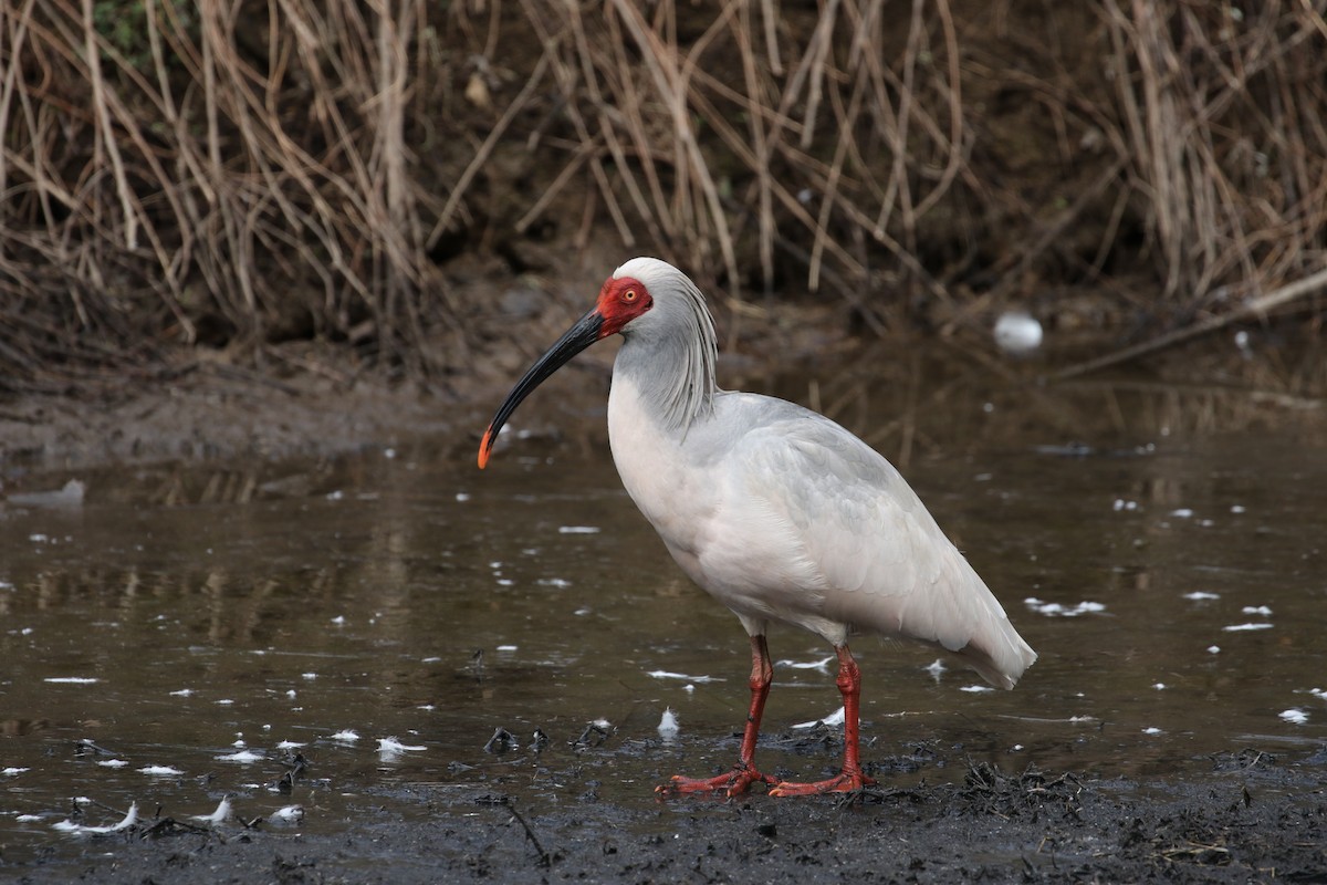 Crested Ibis - ML620091287