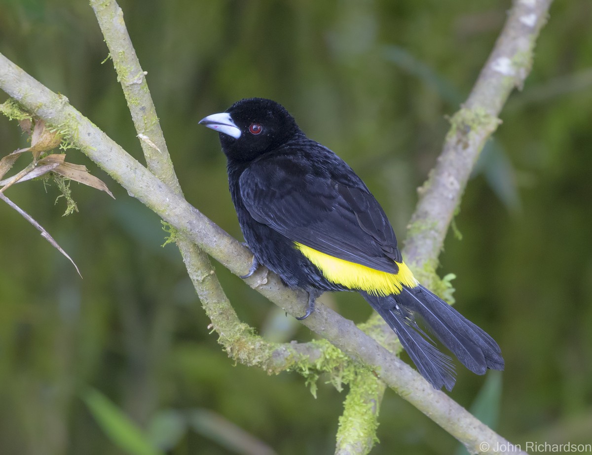 Flame-rumped Tanager - ML620091293