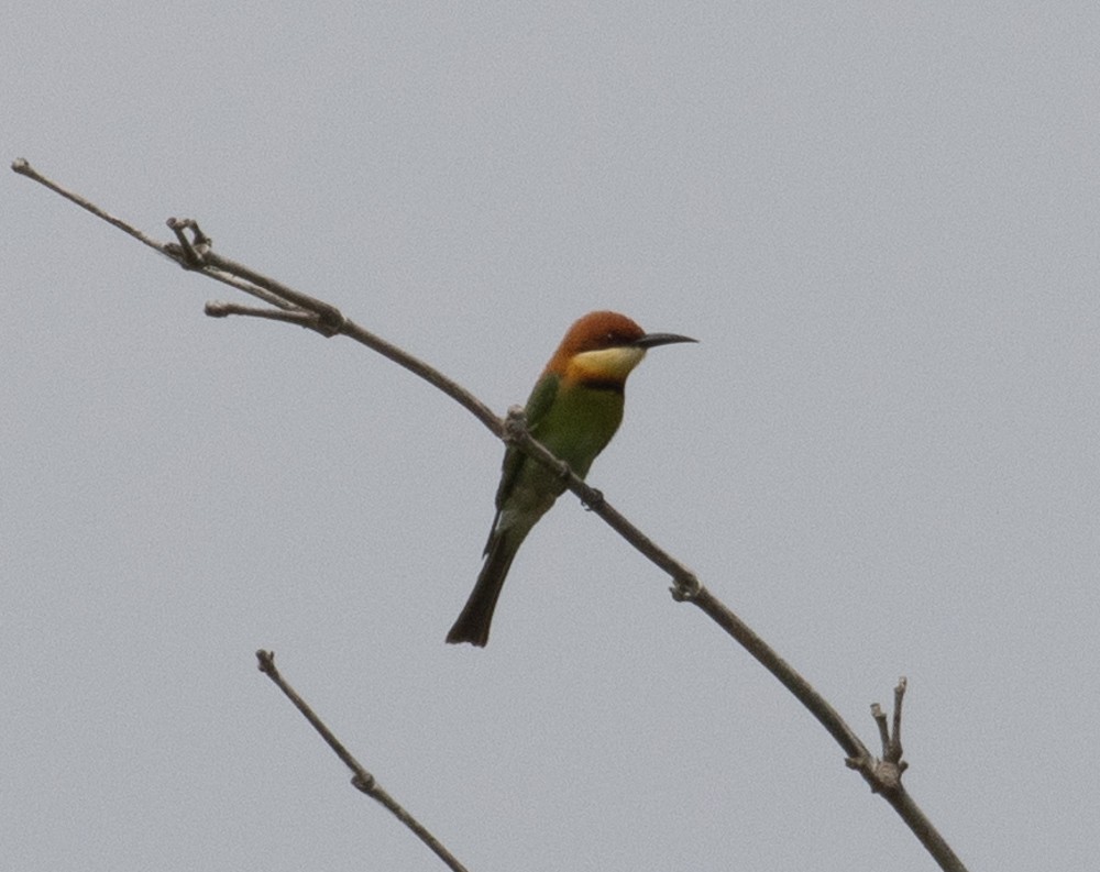 Chestnut-headed Bee-eater - ML620091297