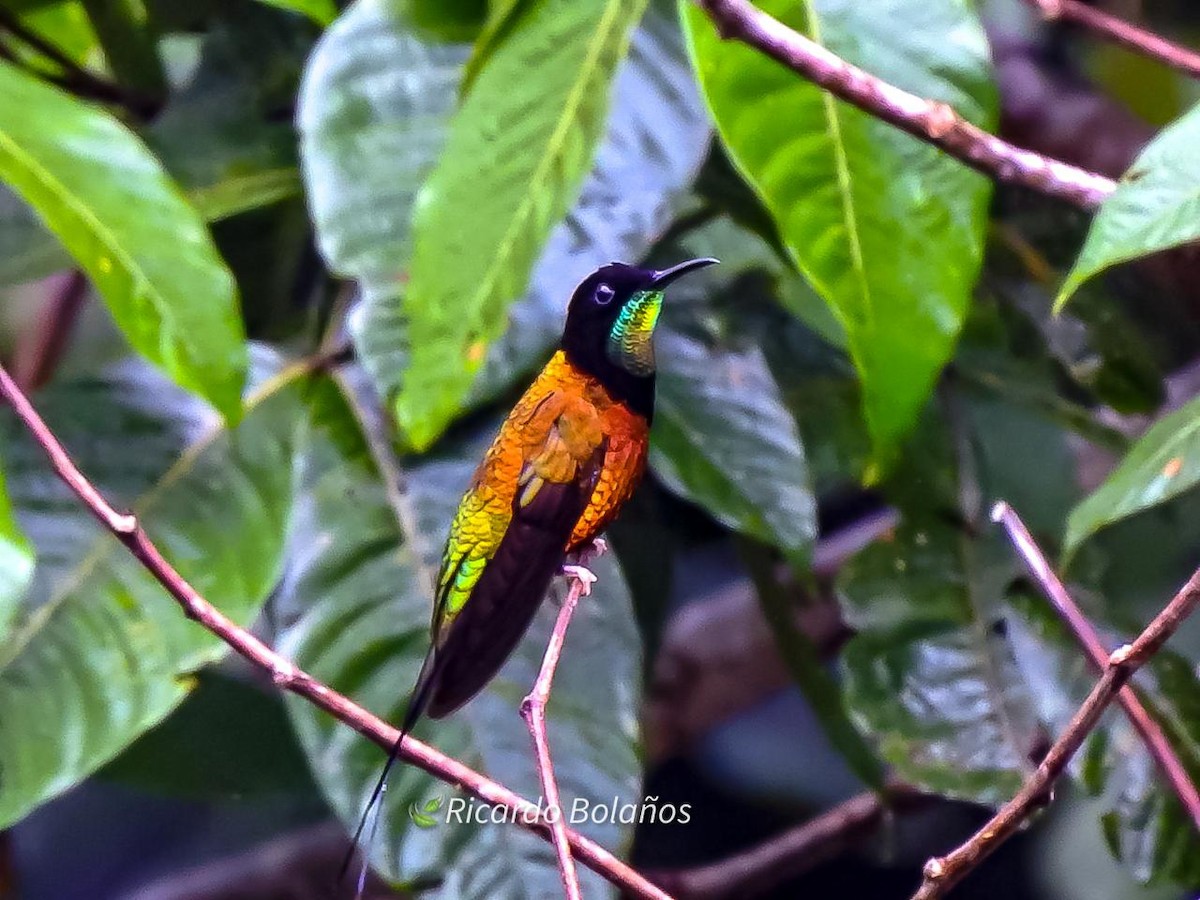 Fiery Topaz - ML620091341