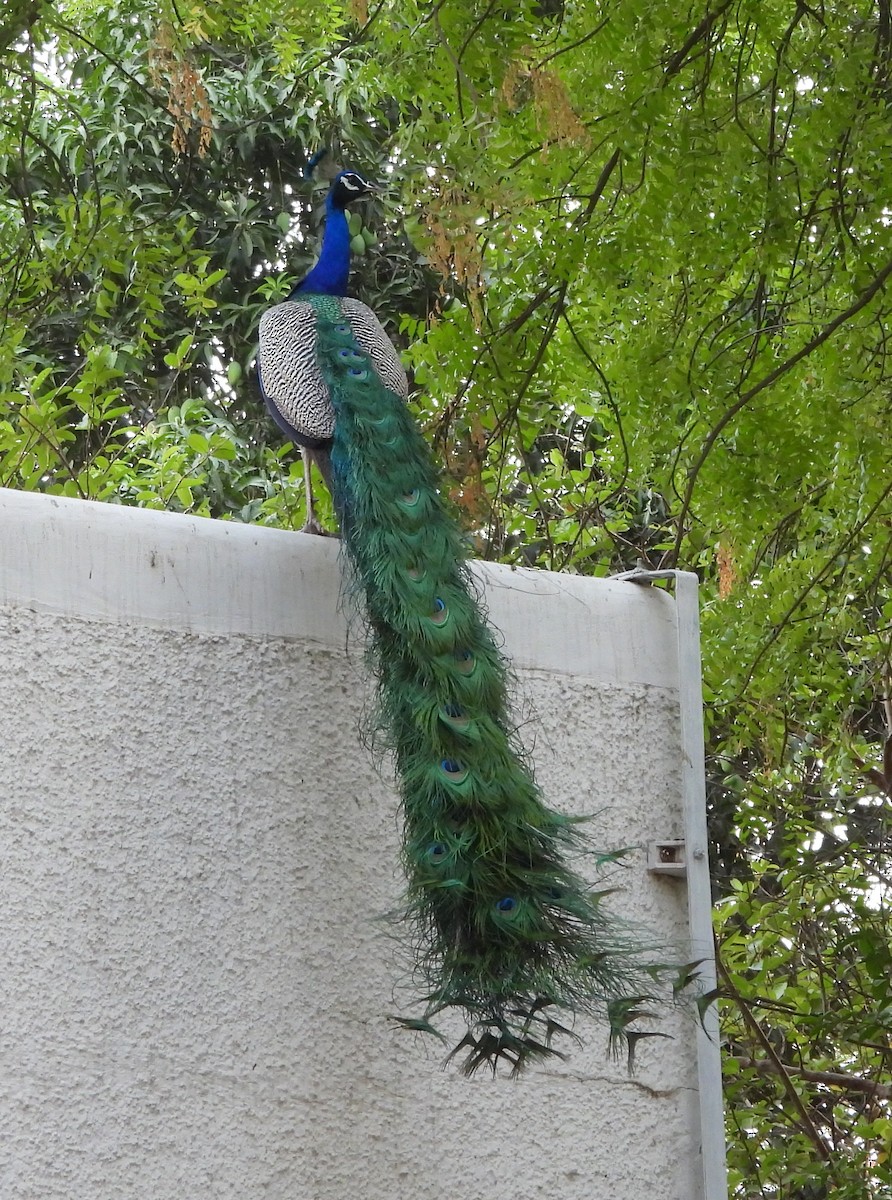 Indian Peafowl - ML620091359