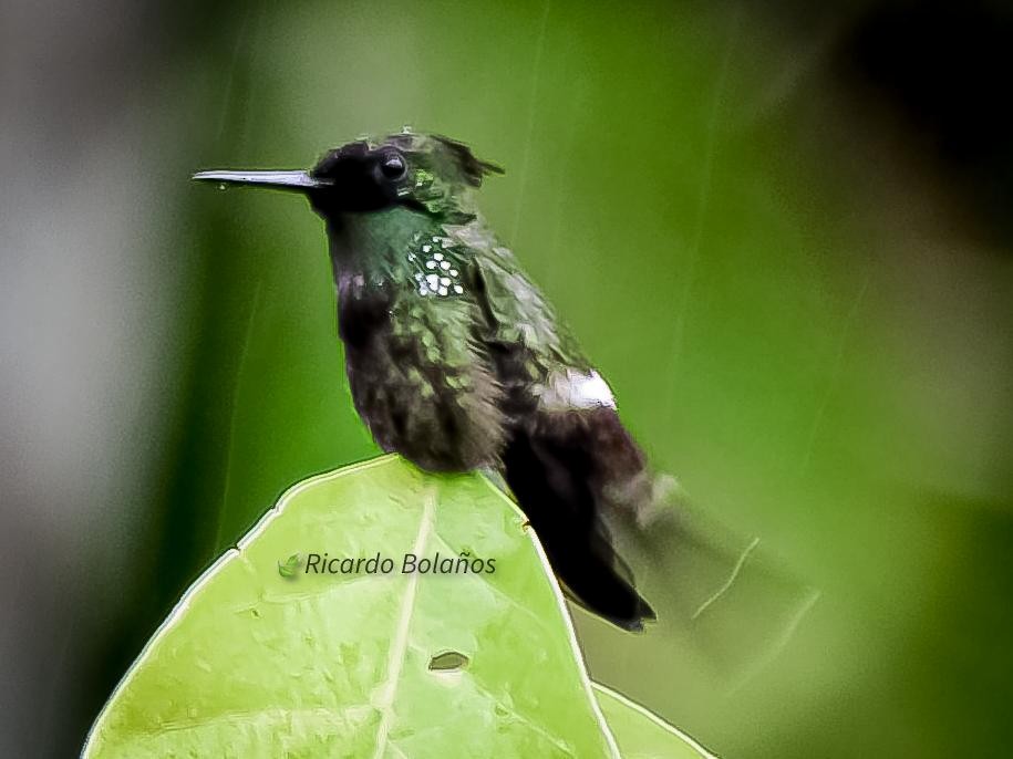 koketka vousatá - ML620091360