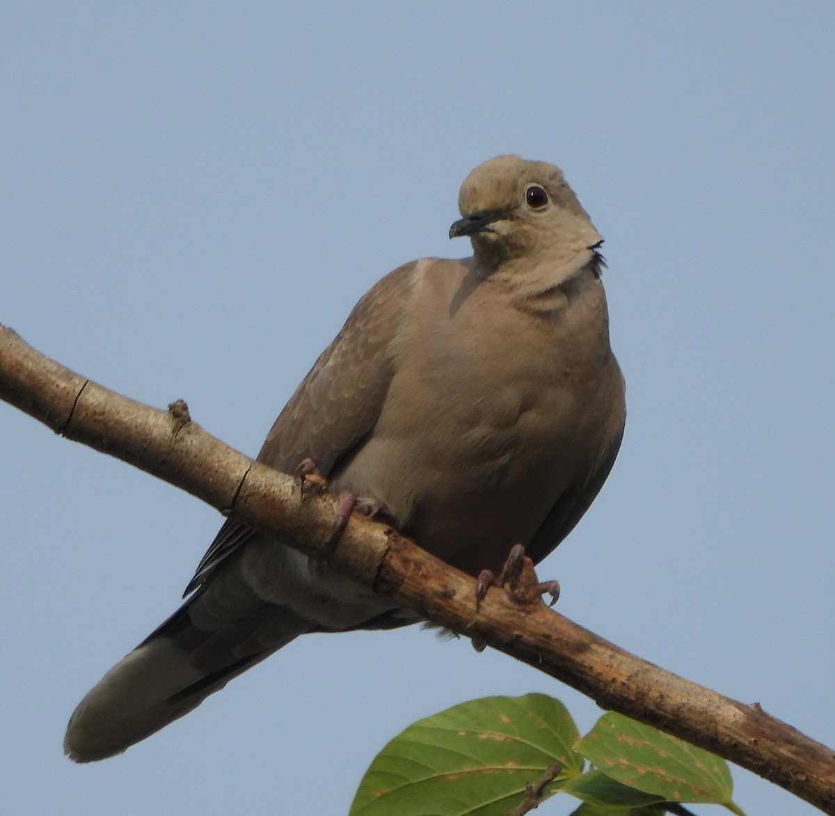 Eurasian Collared-Dove - ML620091365