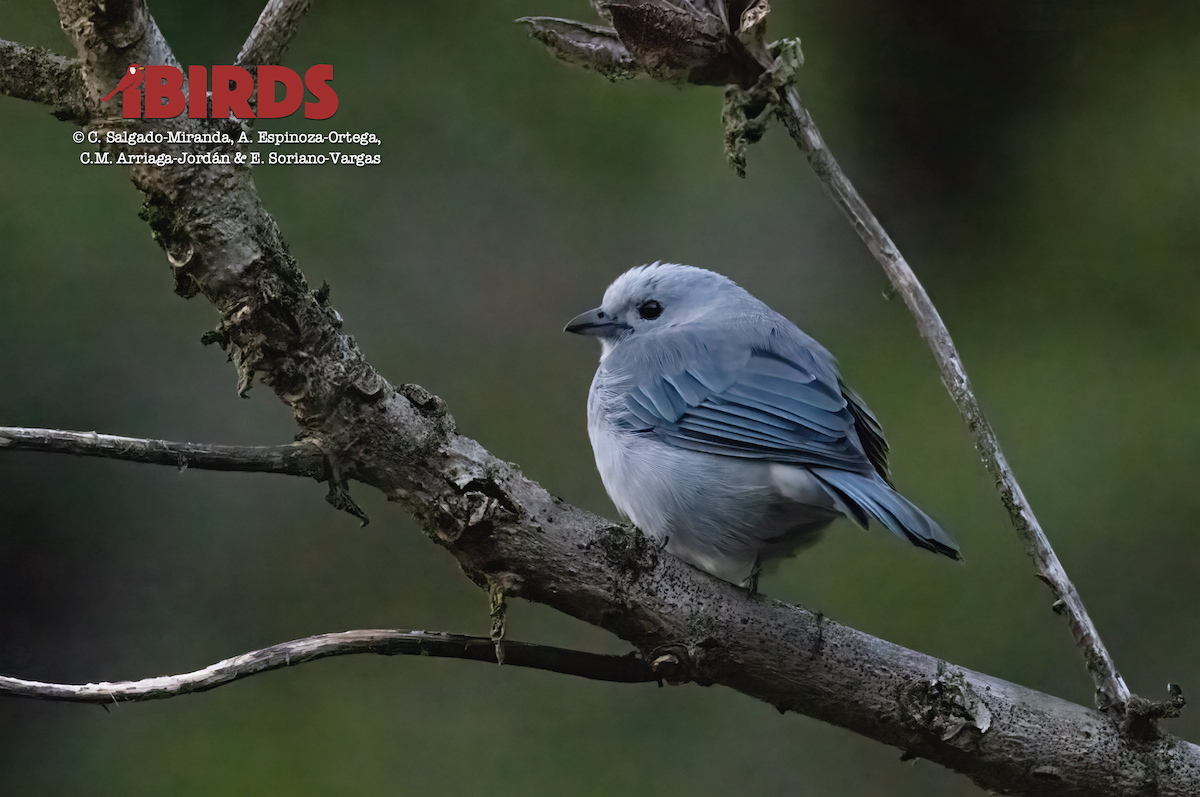 Blue-gray Tanager - ML620091367