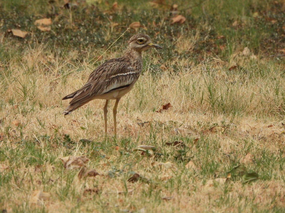 Indian Thick-knee - ML620091379