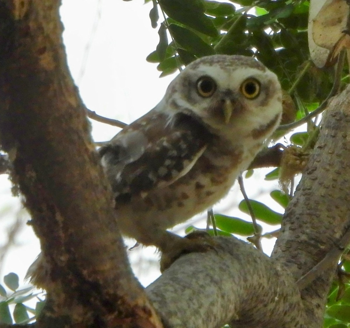 Spotted Owlet - ML620091388