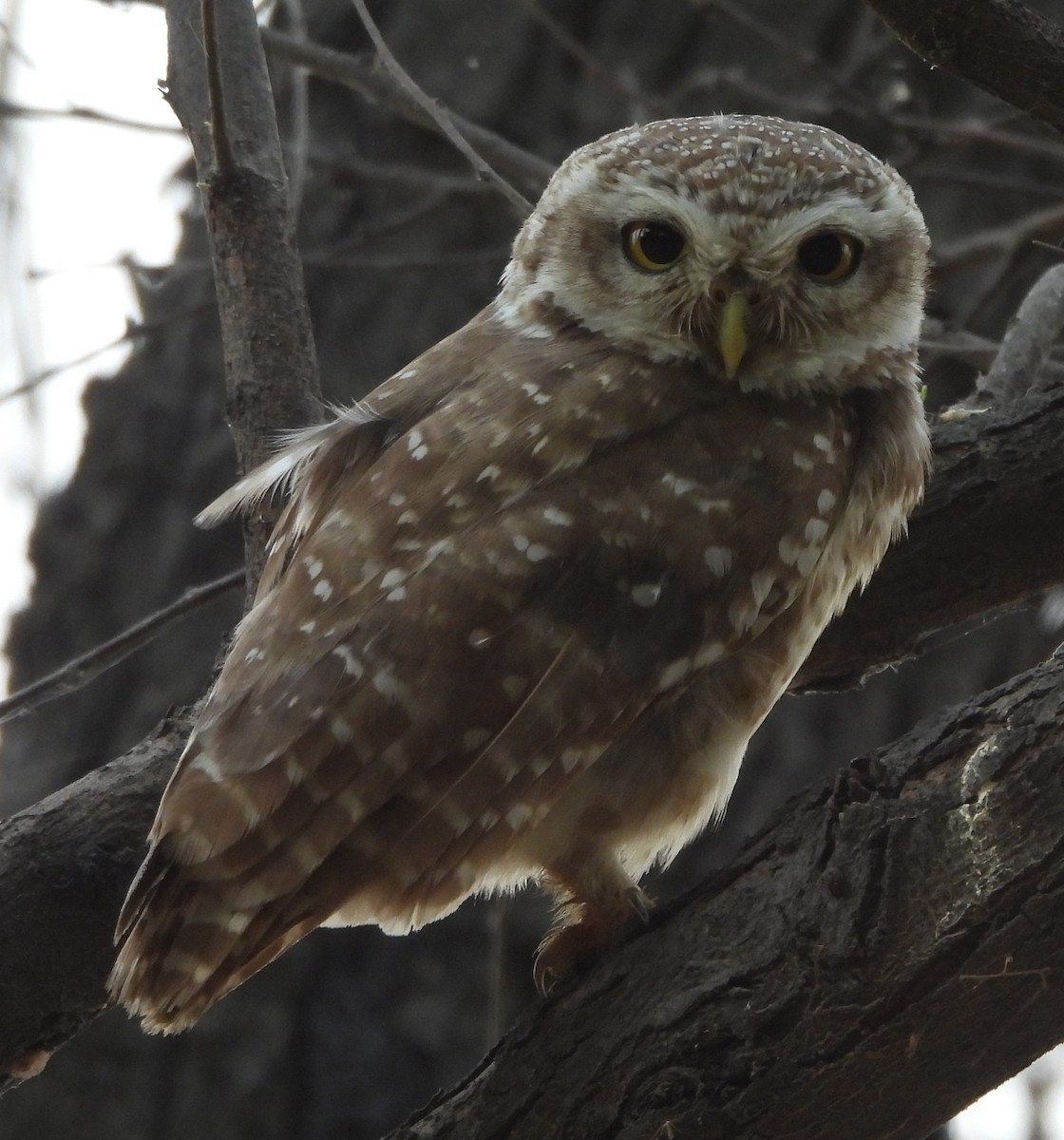 Spotted Owlet - ML620091389