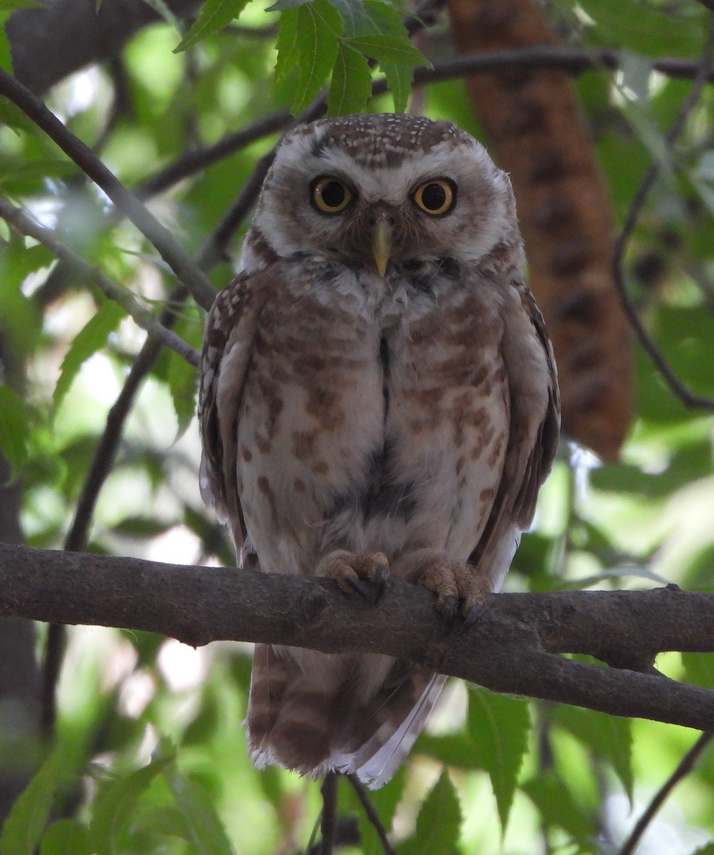 Spotted Owlet - ML620091390