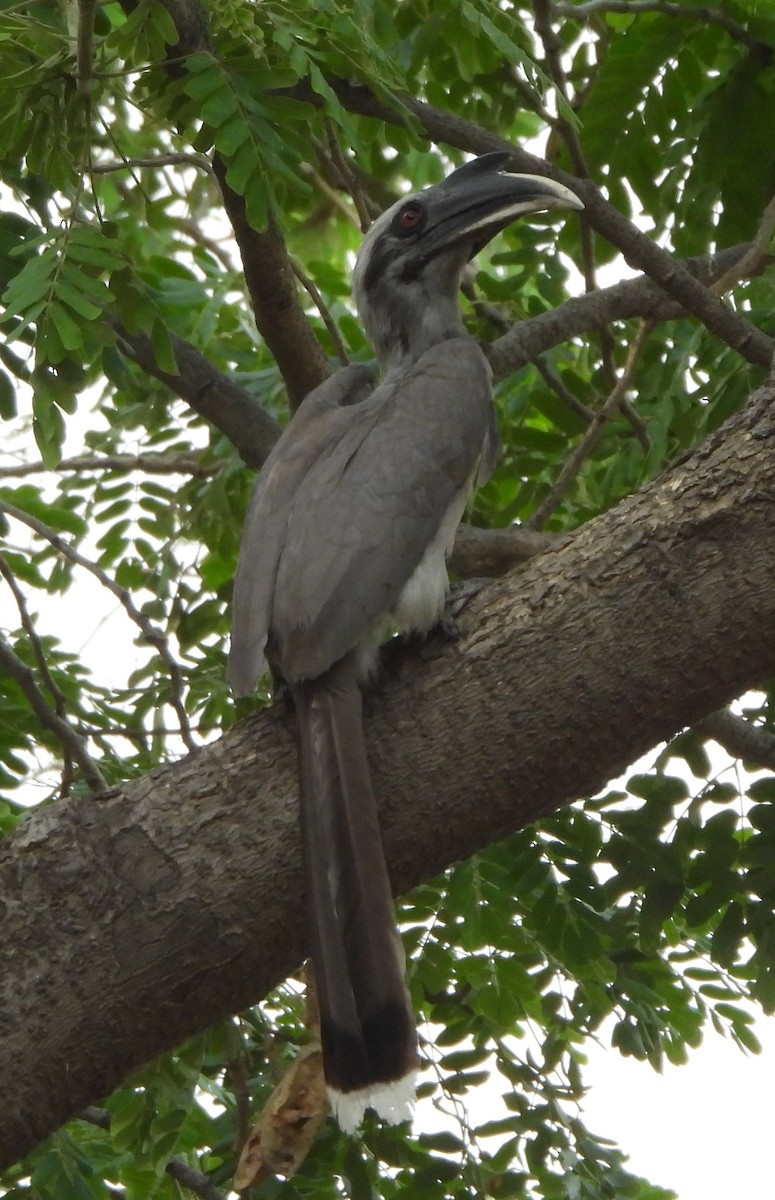 Indian Gray Hornbill - ML620091392
