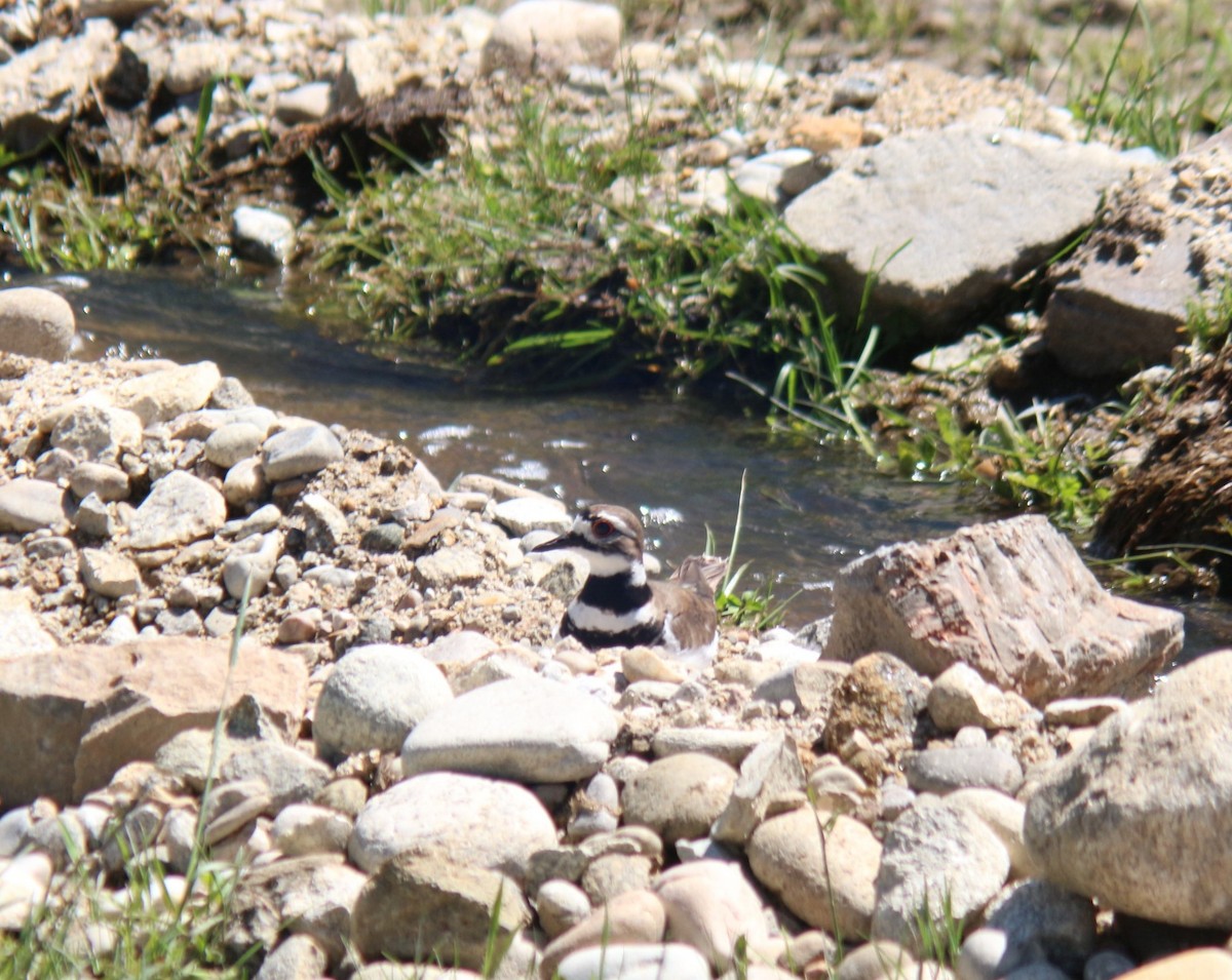 Killdeer - ML620091395