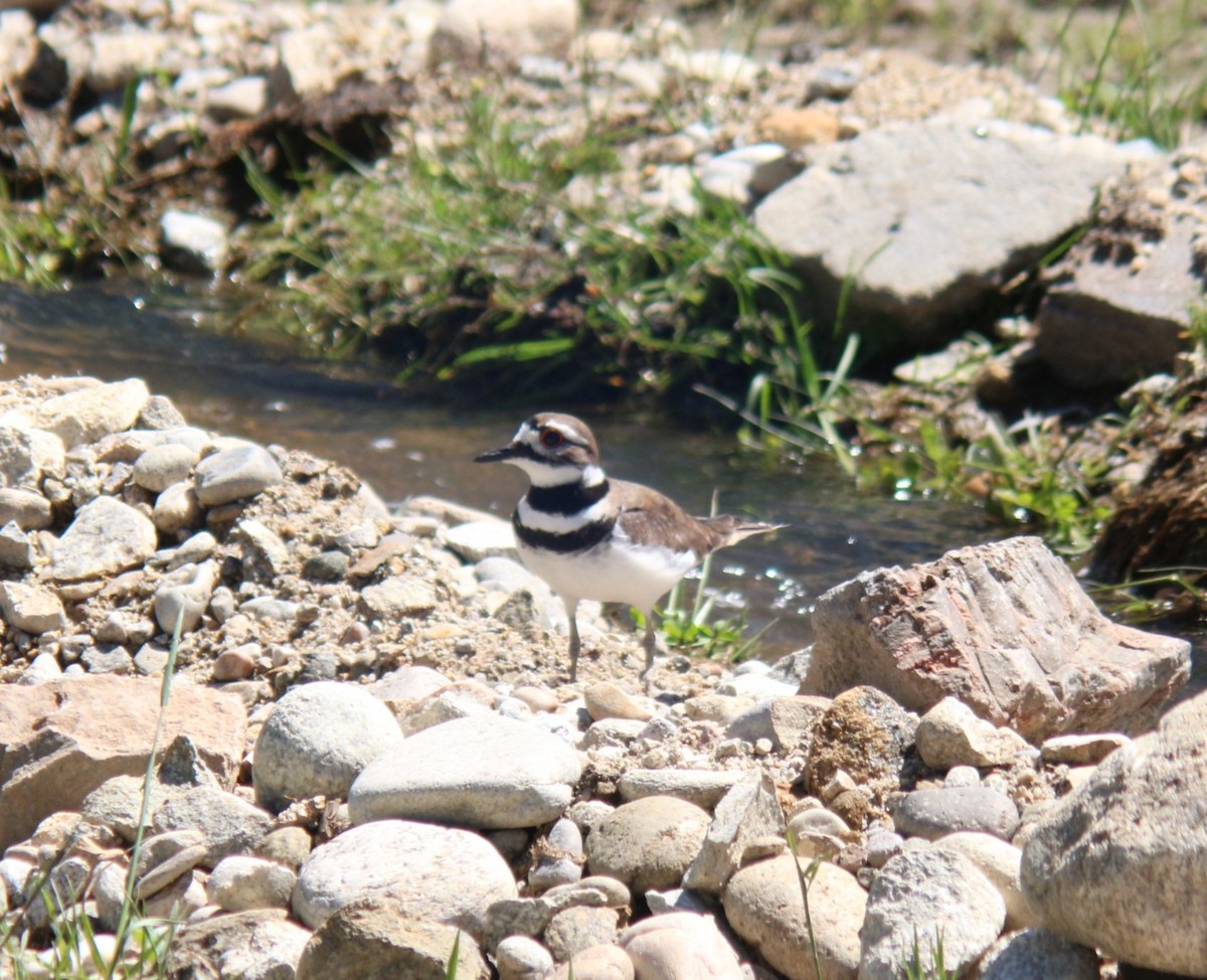 Killdeer - ML620091396