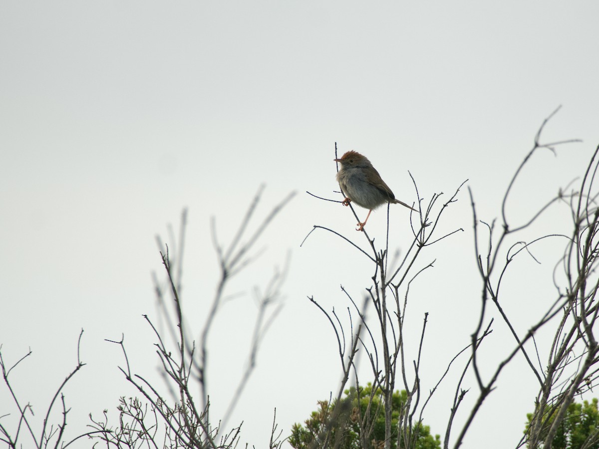 Piping Cisticola - ML620091398