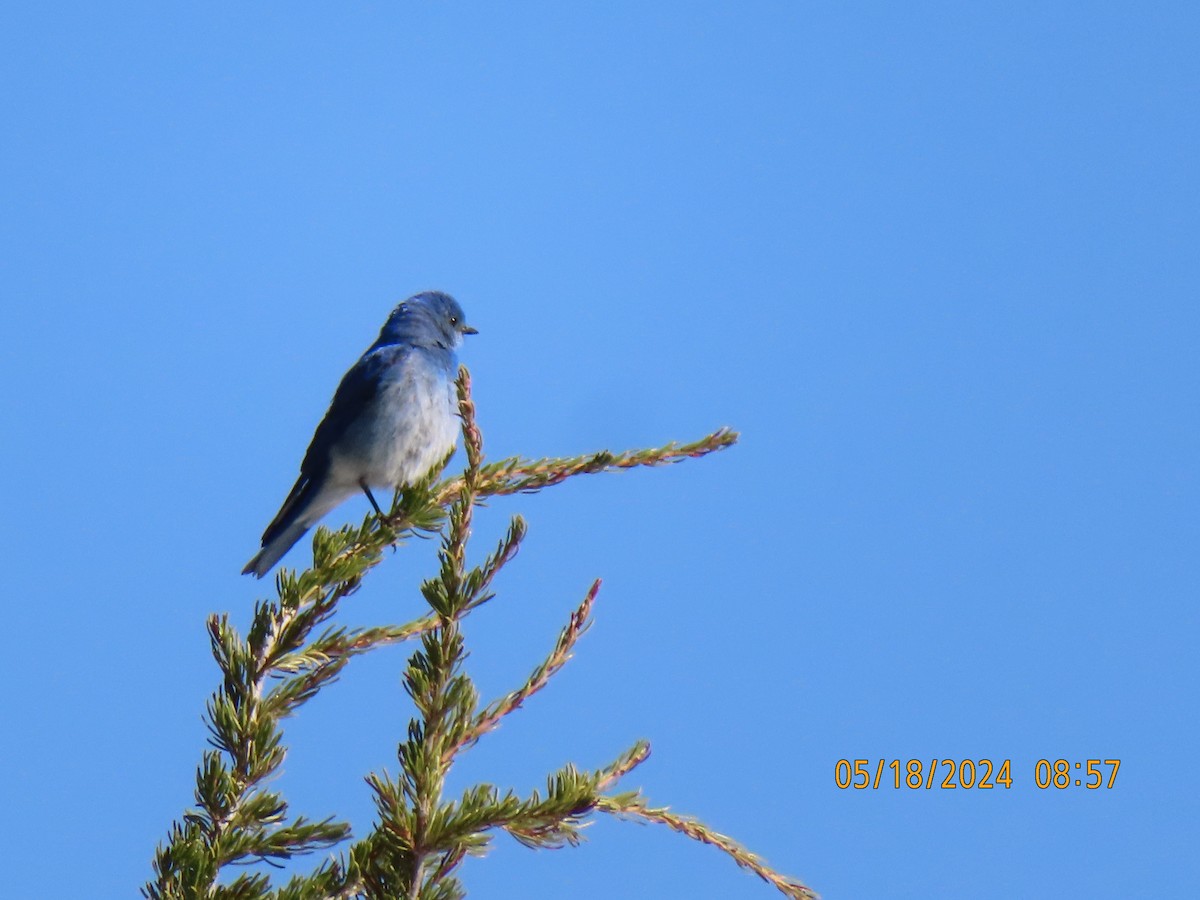 Mountain Bluebird - ML620091436