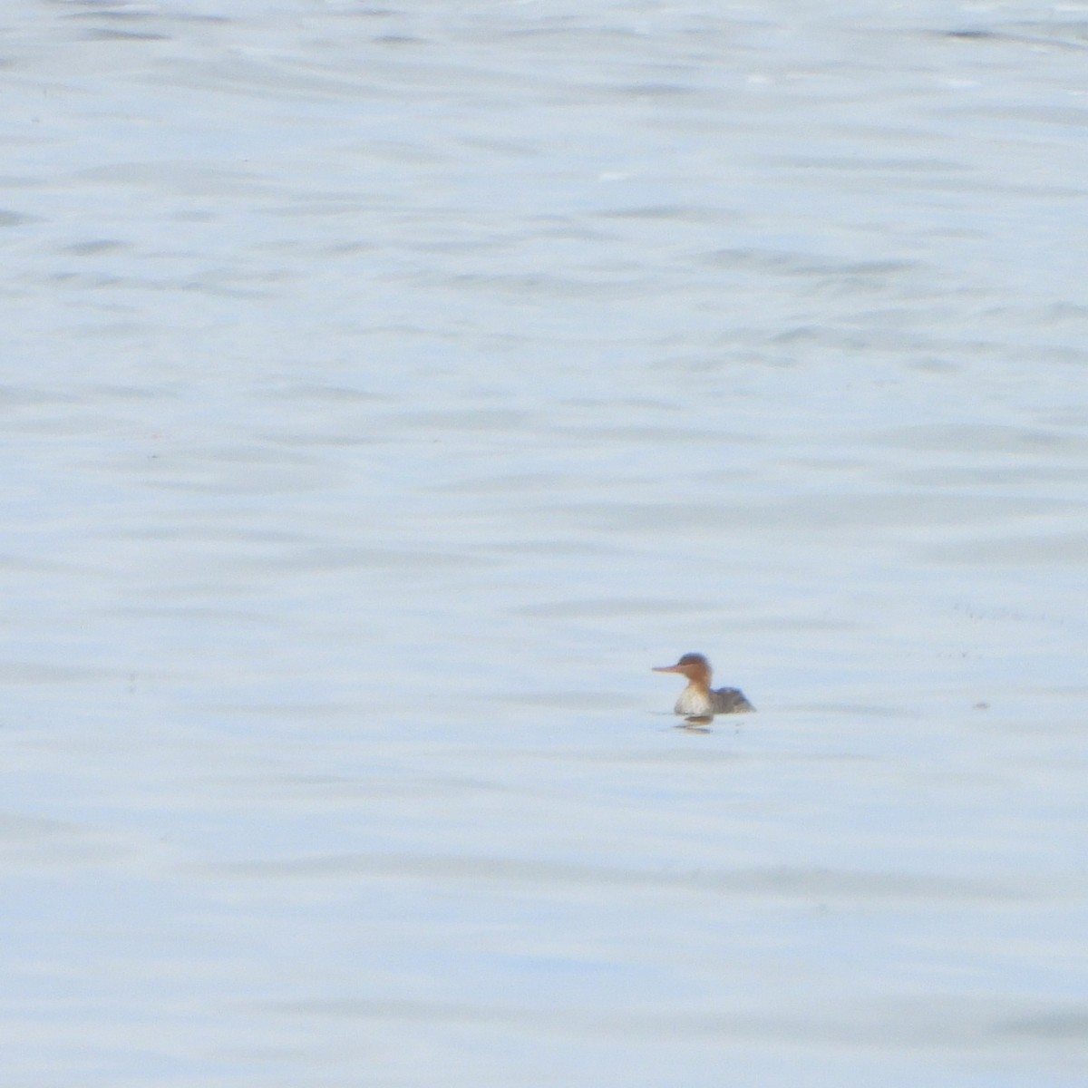 Red-breasted Merganser - ML620091439