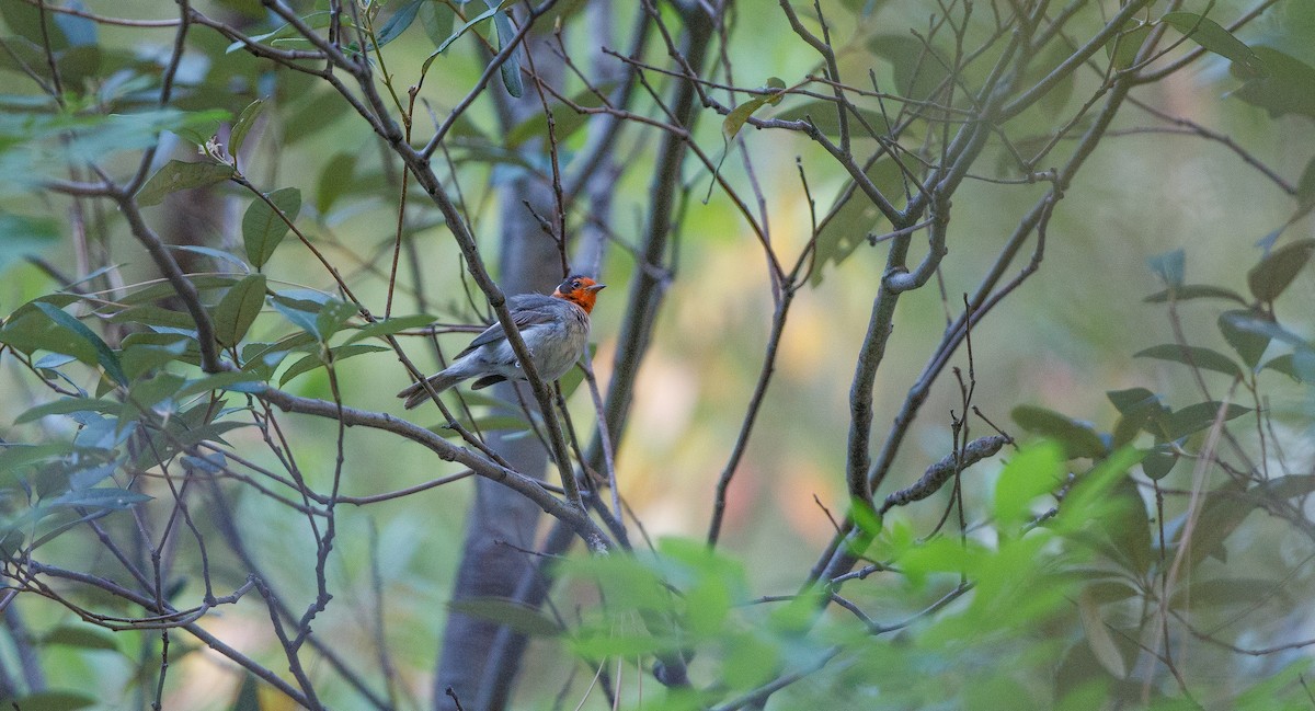 Red-faced Warbler - ML620091463