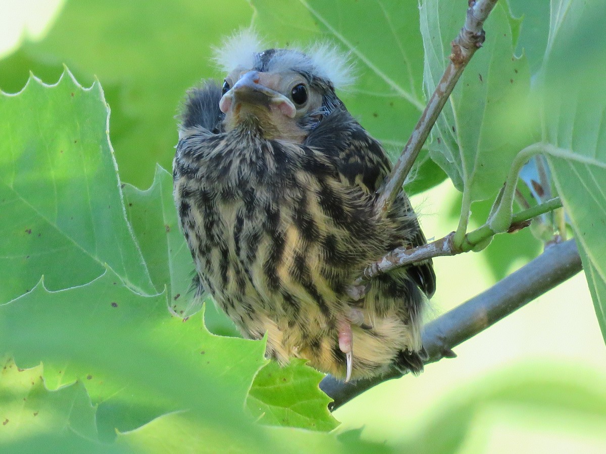 Red-winged Blackbird - ML620091477