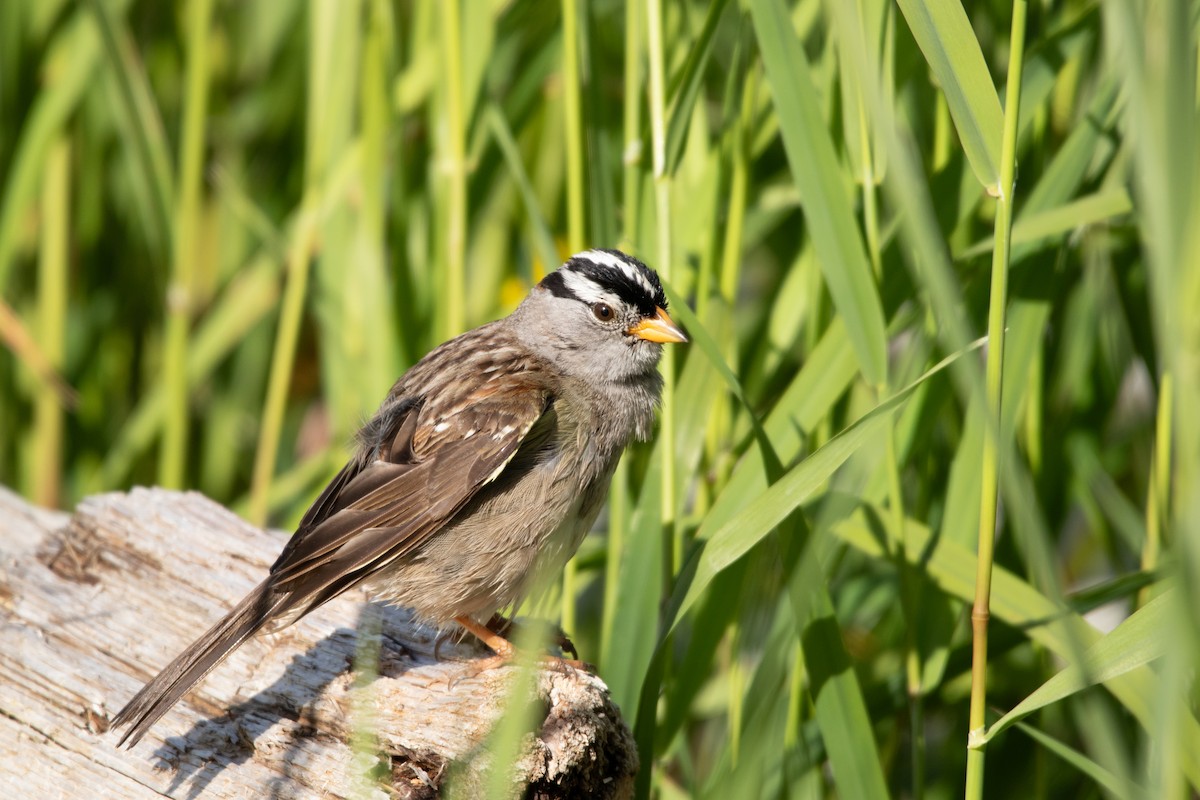 White-crowned Sparrow - ML620091478