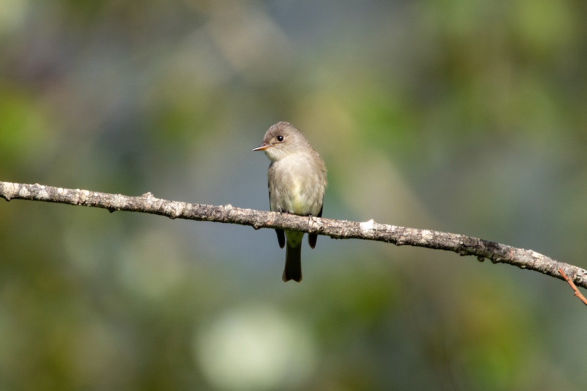 Willow Flycatcher - ML620091482